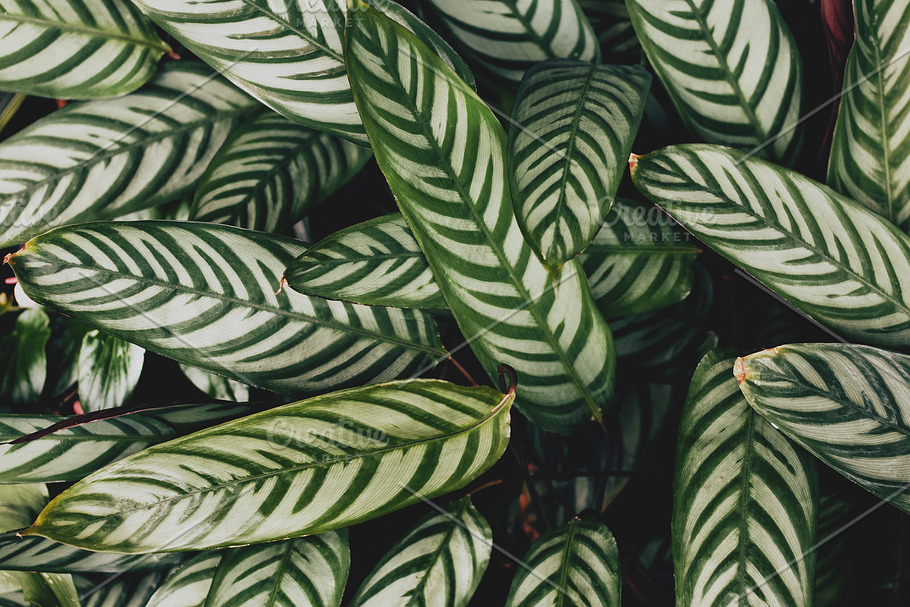 Tropical Leaves | High-Quality Nature Stock Photos ~ Creative Market