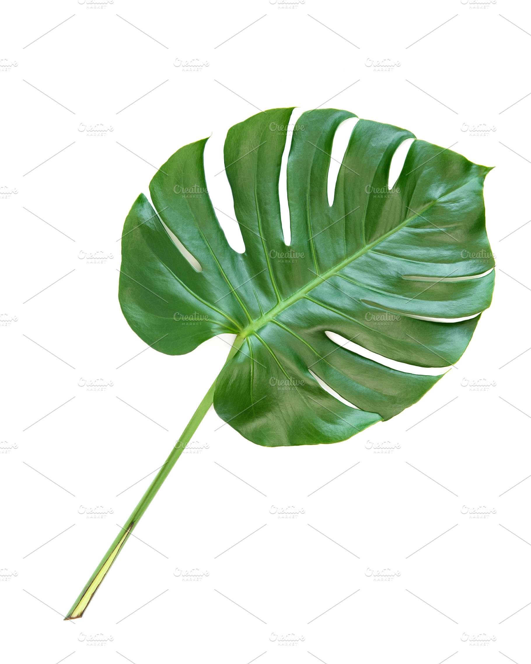 Green leaf  exotic plant monstera  High Quality Nature 