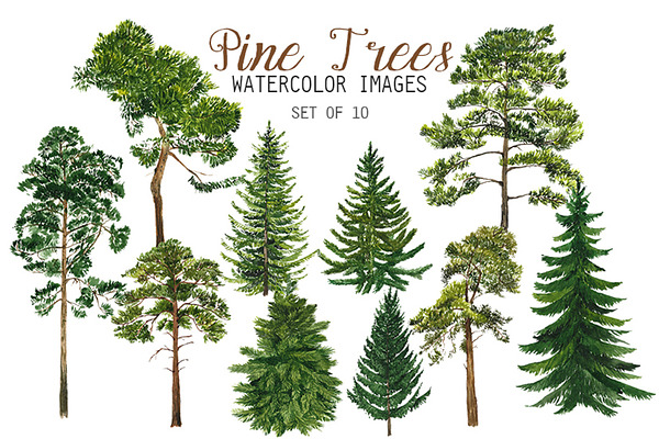 9 Photo Bundle 'Pine Trees' | Custom-Designed Web Elements ~ Creative