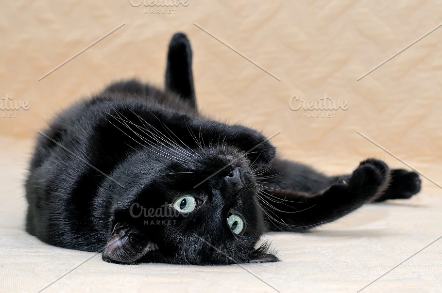 Black Cat Laying On Its Back On A Ston Stairway Stock Photo   Alamy