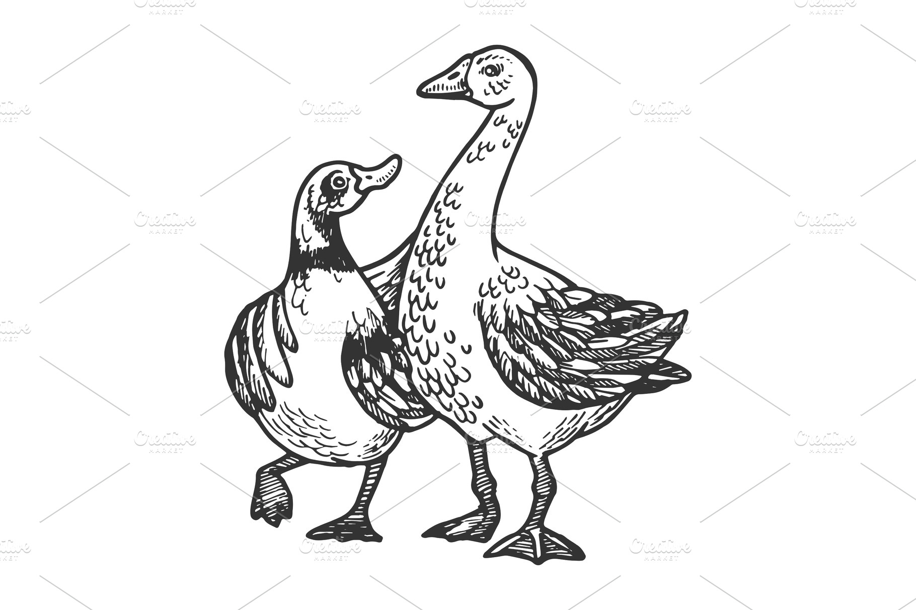 Duck and goose friends engraving | Animal Illustrations ~ Creative Market