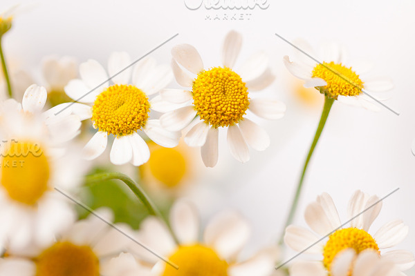 Macro photography of little daisy stock photo containing daisy and