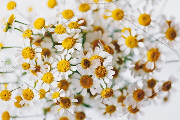 Macro photography of little daisy stock photo containing daisy and