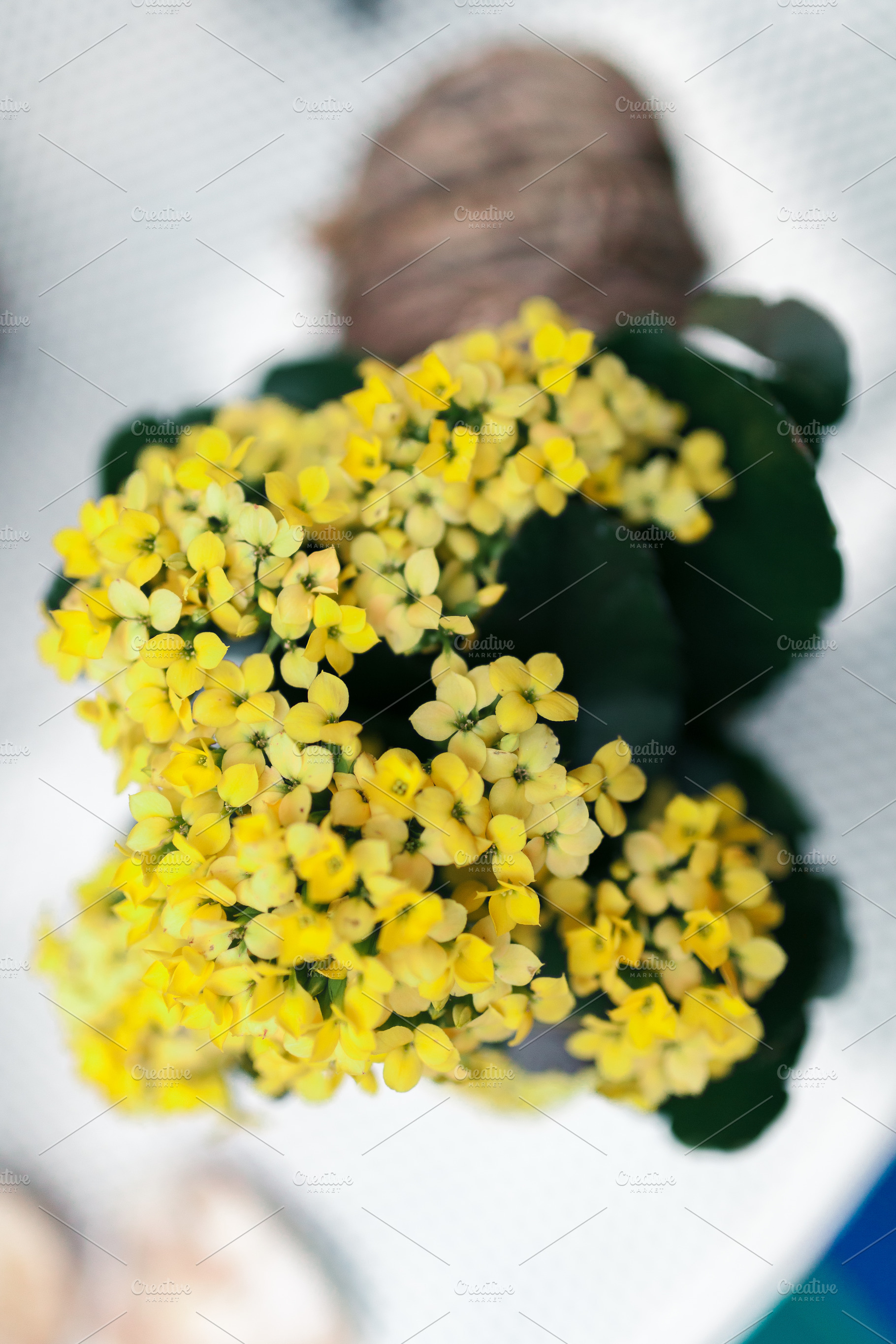 Small Yellow Flowers Bouquet In A Pl High Quality Nature Stock Photos Creative Market