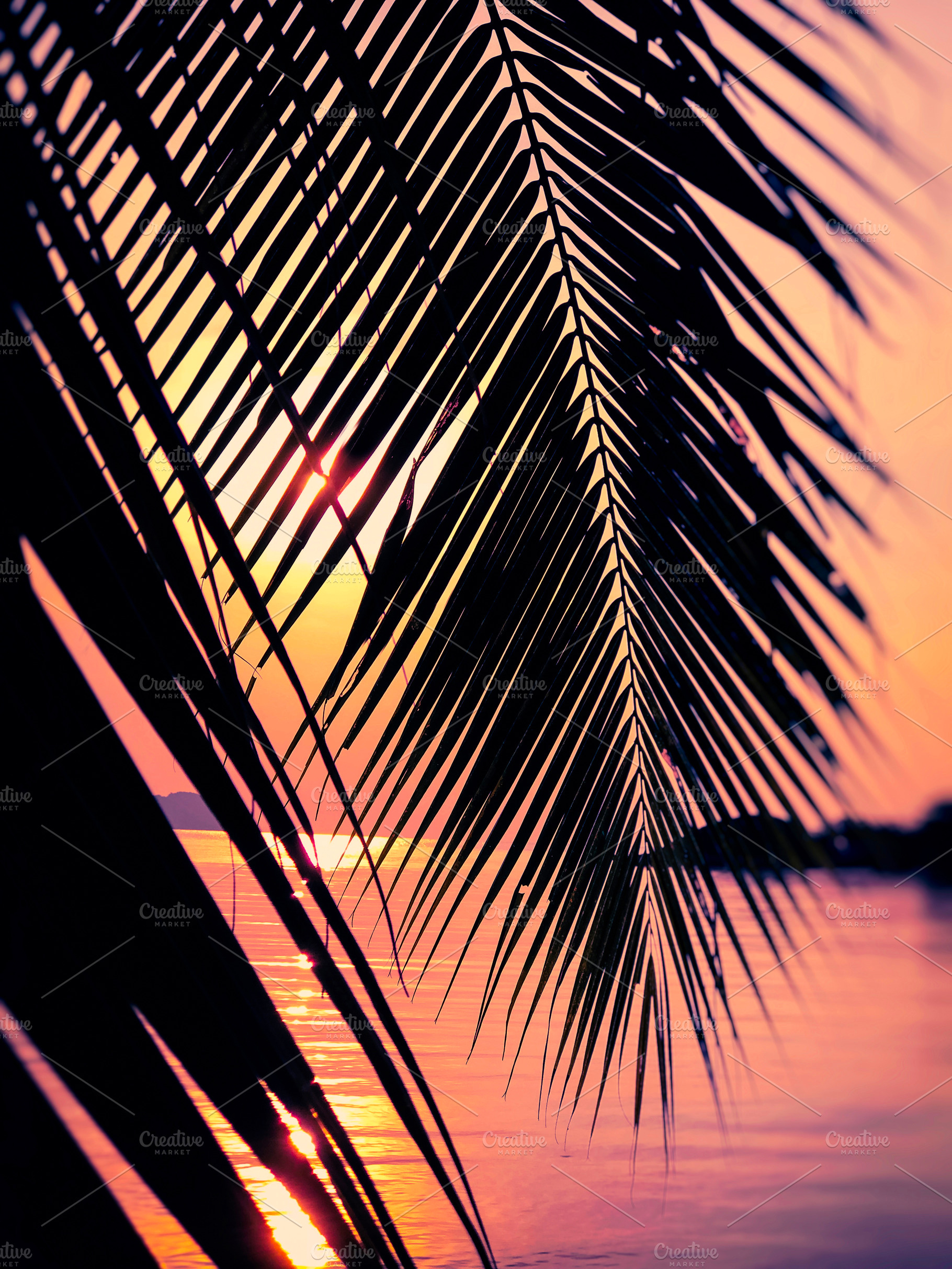 Palm leaf at sunset | Abstract Stock Photos ~ Creative Market