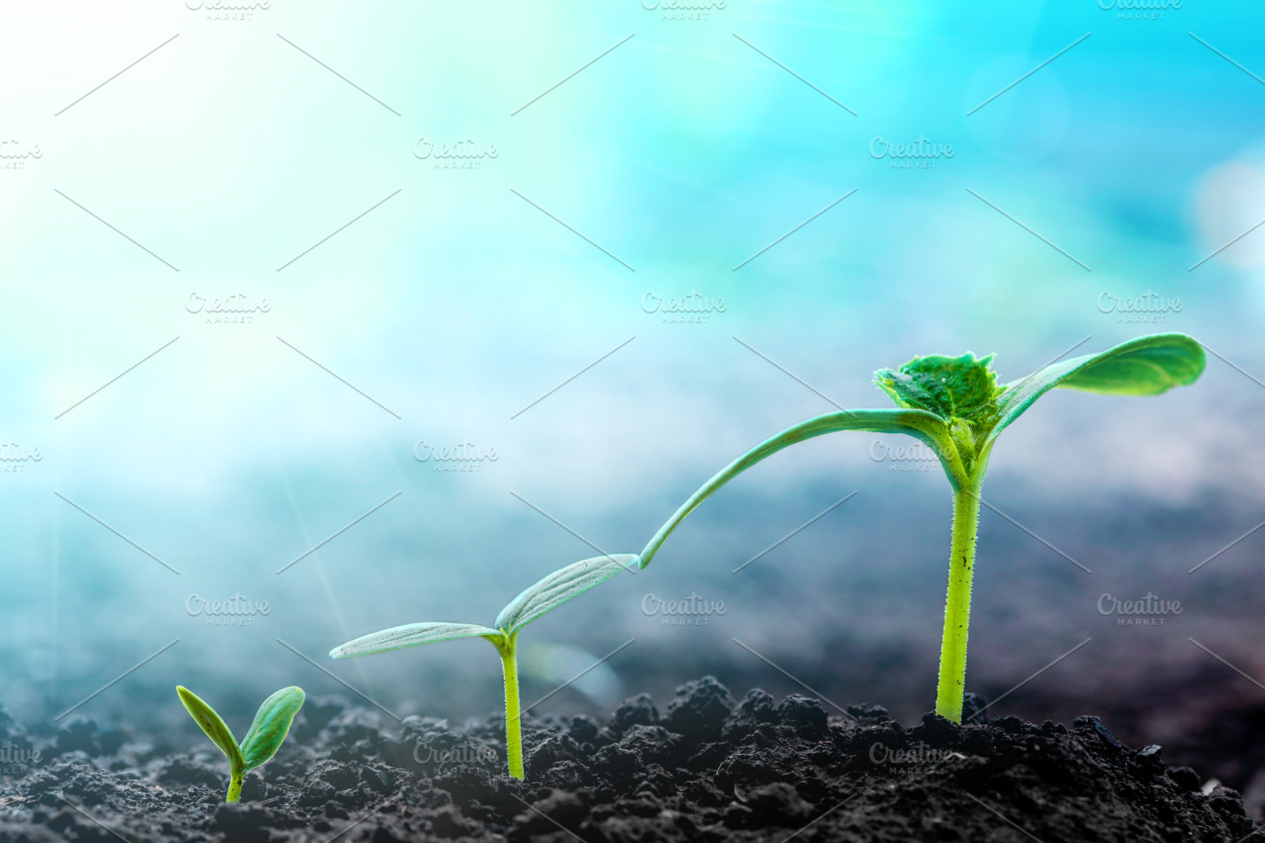 Green seedling growing | Nature Stock Photos ~ Creative Market