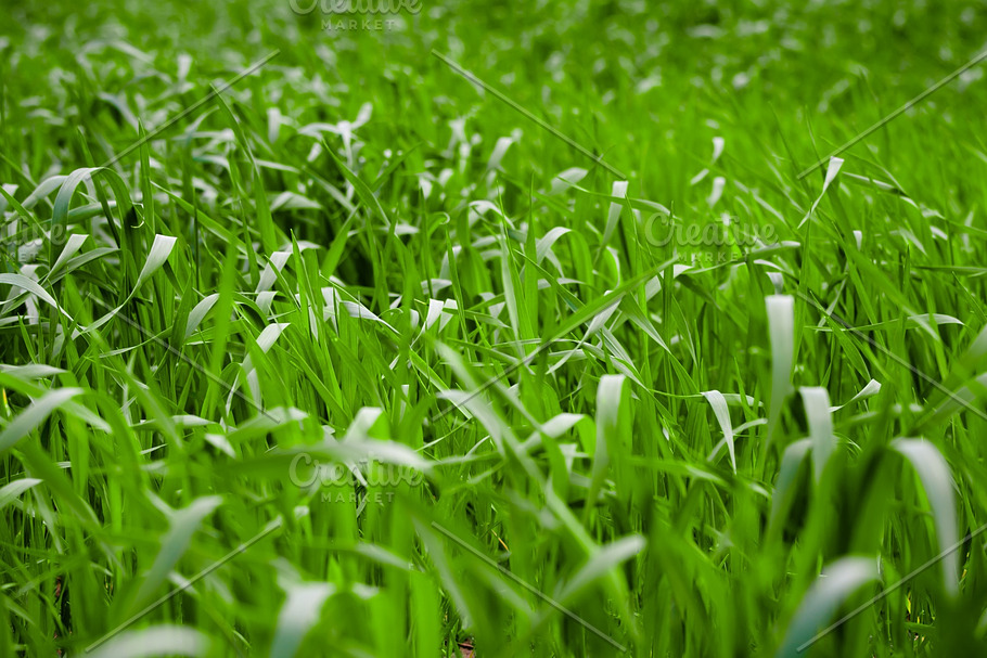 Fresh grass. Толстушка трава.