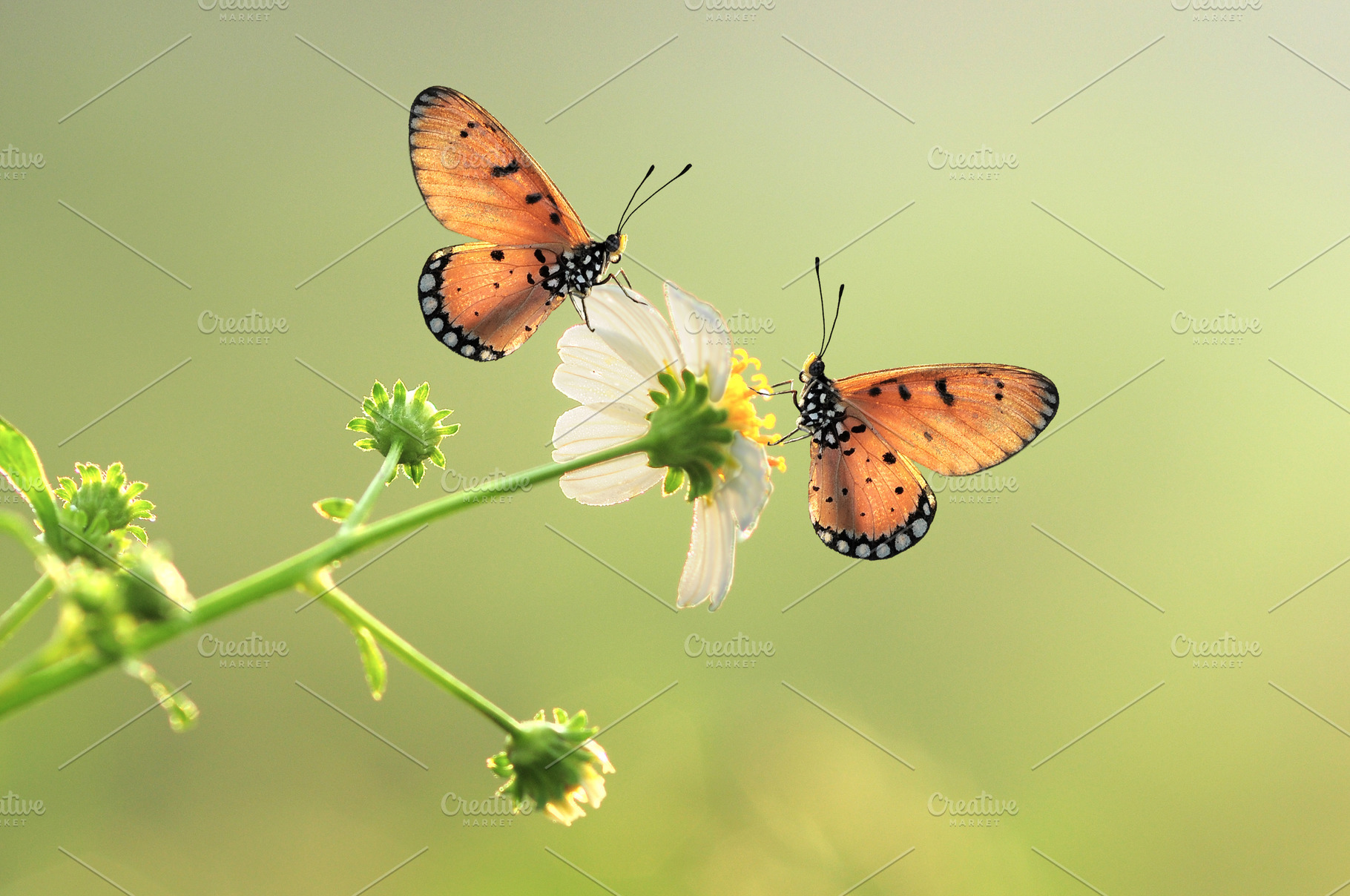 Download Butterfly With Flowers High Quality Animal Stock Photos Creative Market