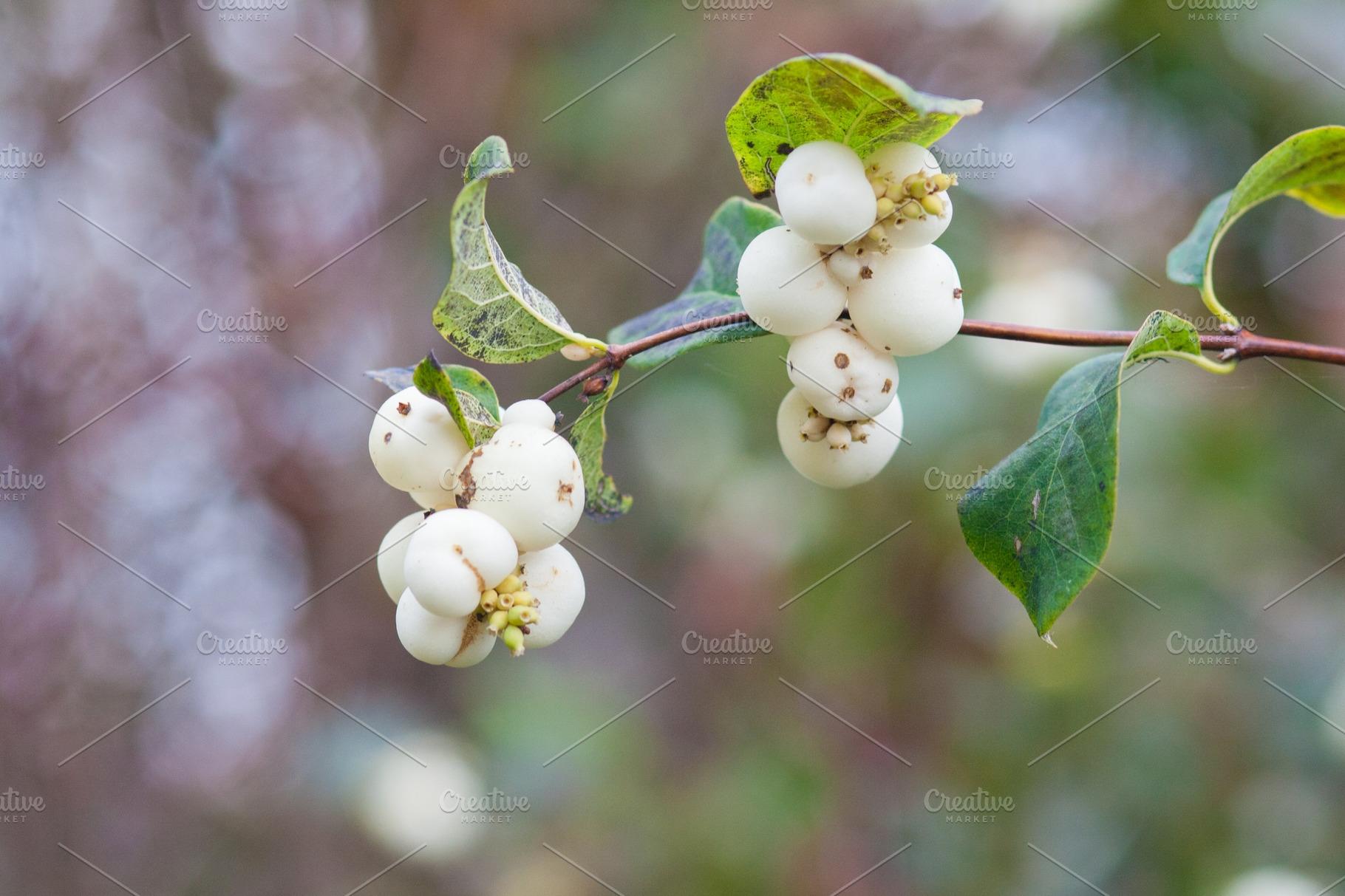 Snowberry at autumn | Nature Stock Photos ~ Creative Market