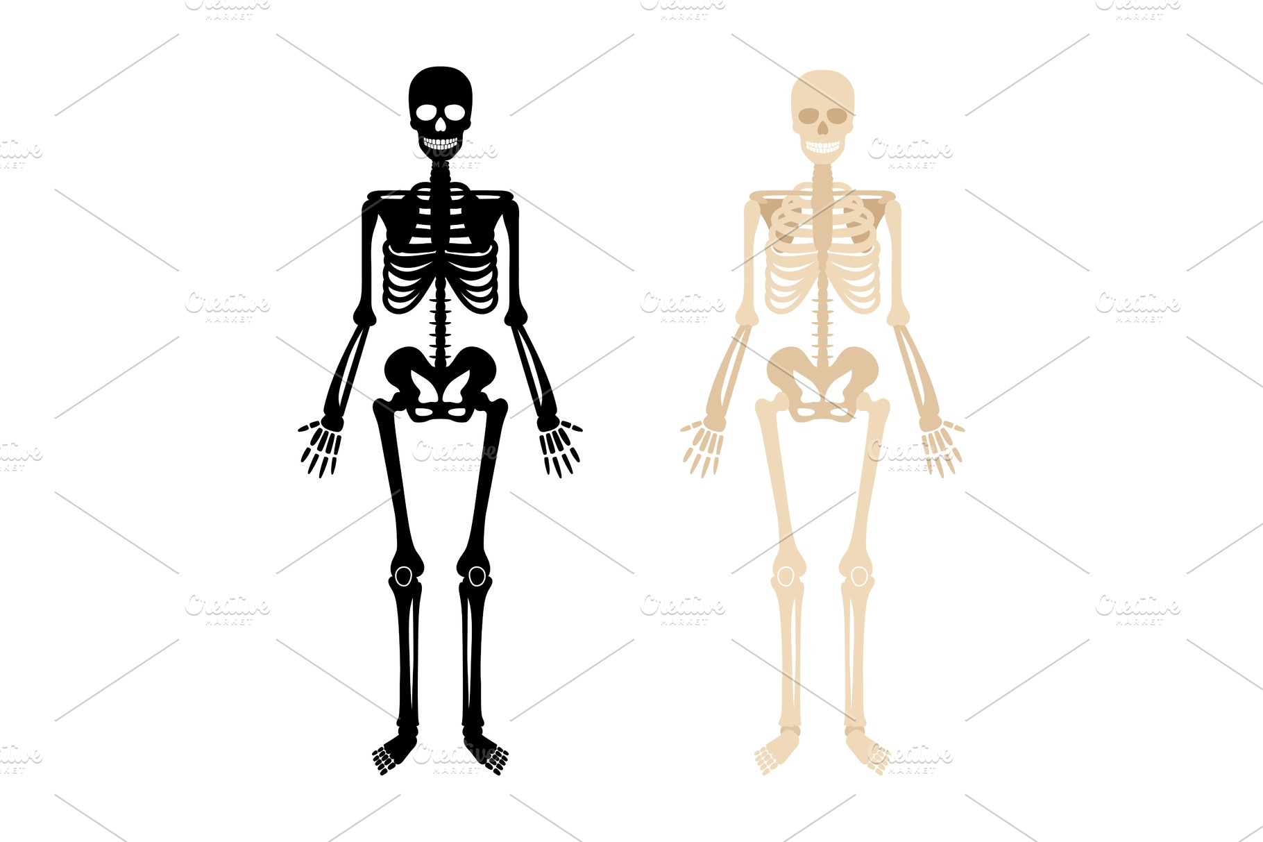 Human skeleton set PreDesigned Vector Graphics Creative Market