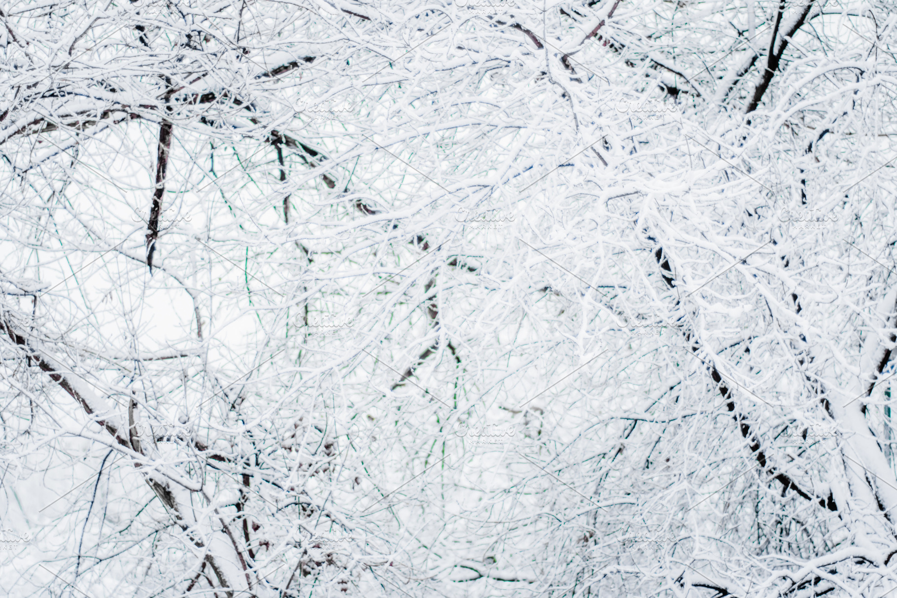 The joy of a serene christmas day containing backdrop, background, and ...