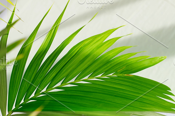 Palm leaf tropical plants nature containing palm, leaf, and black