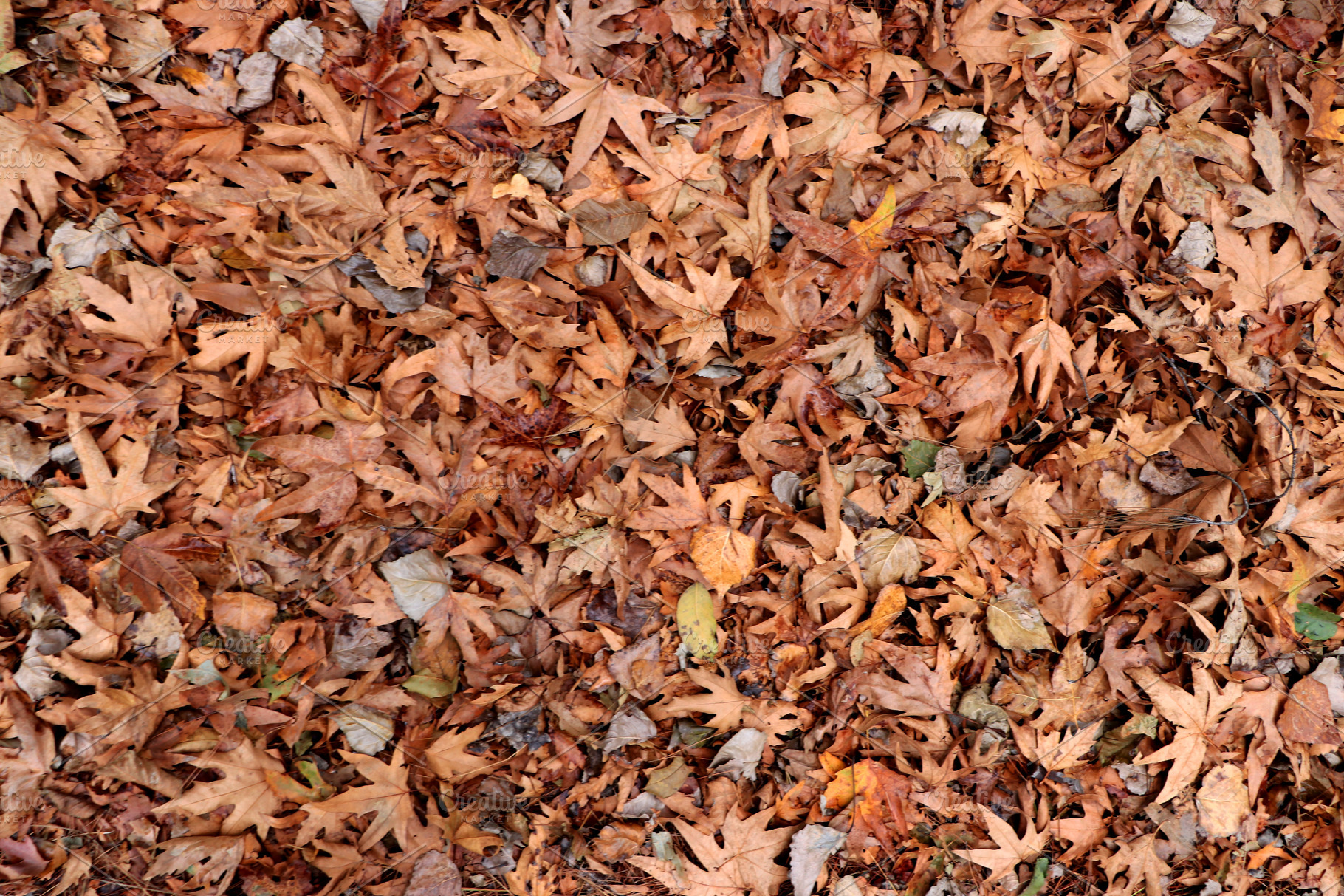 dry-leaves-texture-high-quality-nature-stock-photos-creative-market