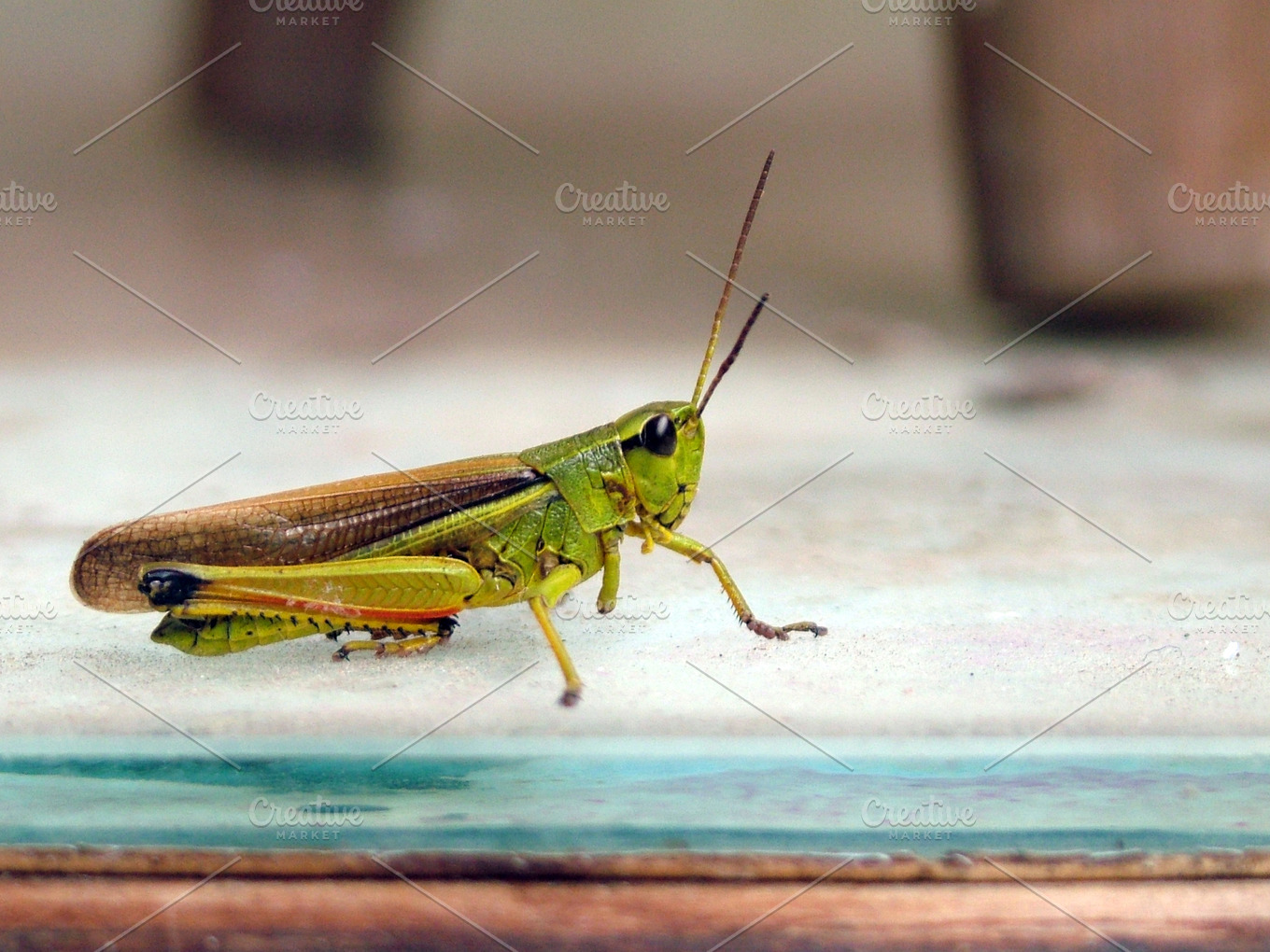 Cricket close up containing cricket, close up, and insect | High