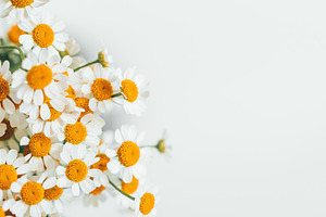 Macro photography of little daisy featuring daisy, background, and