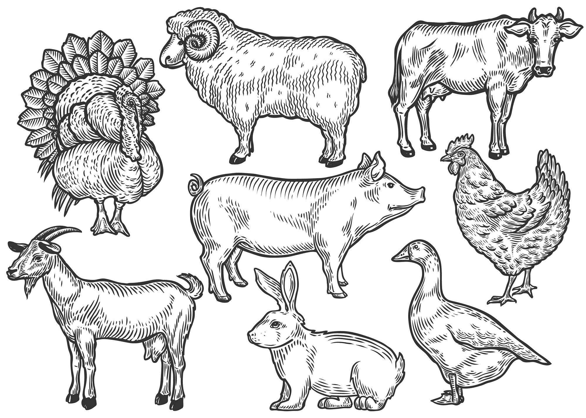 Farm animal set illustration Vector Graphics Creative Market