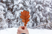 Dry oak leaves in winter featuring background, abstract, and tree