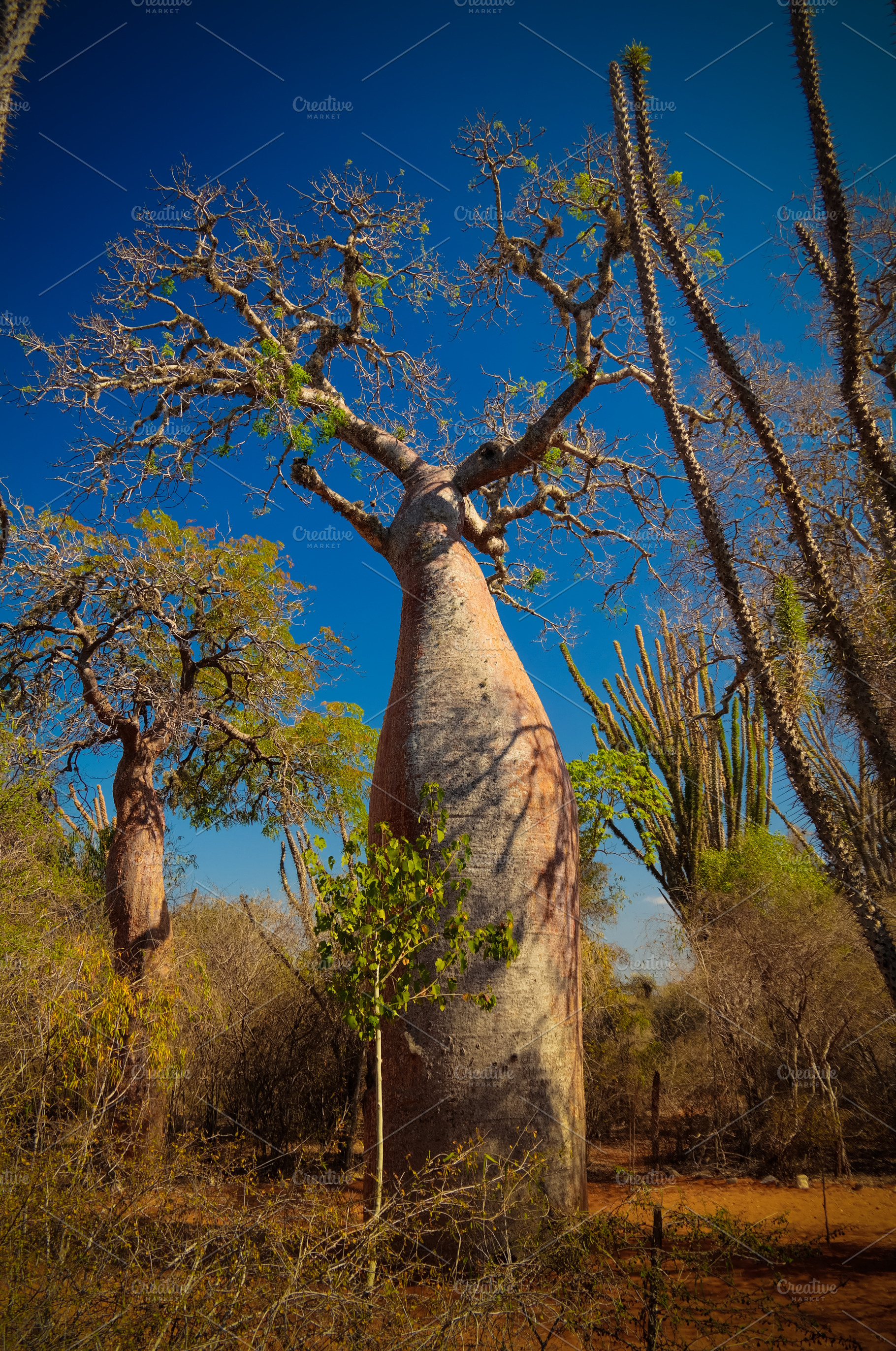 Landscape With Adansonia Grandidieri Stock Photo Containing Tree And Baobab High Quality Nature Stock Photos Creative Market