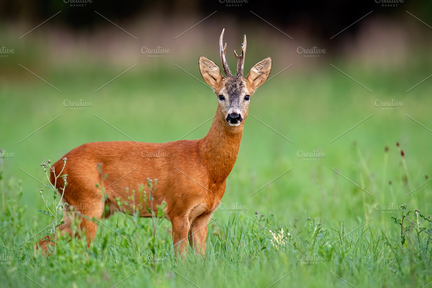 Roe deer buck on green meadow in | High-Quality Animal Stock Photos