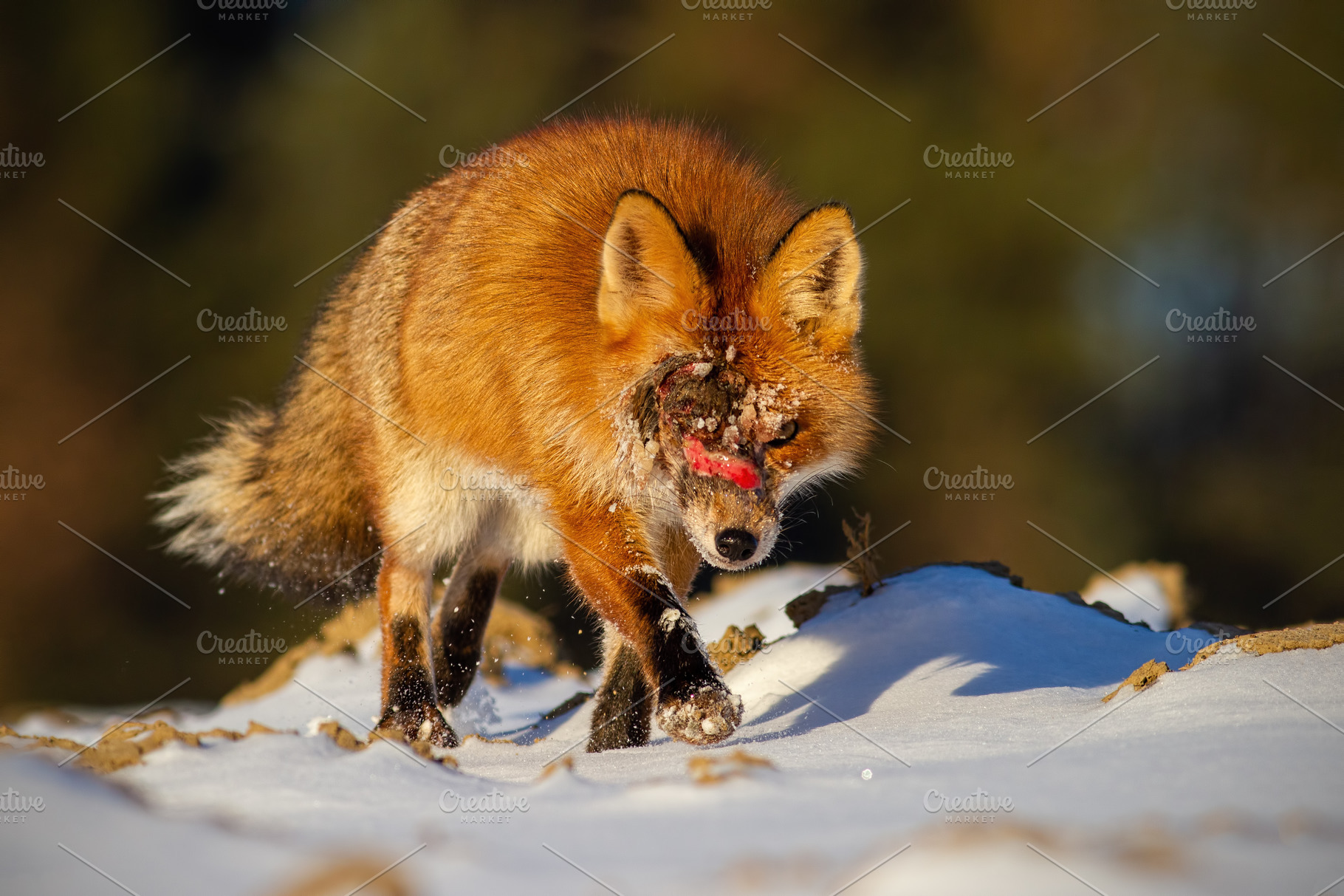 injured-wild-red-fox-with-wound-on-animal-stock-photos-creative-market