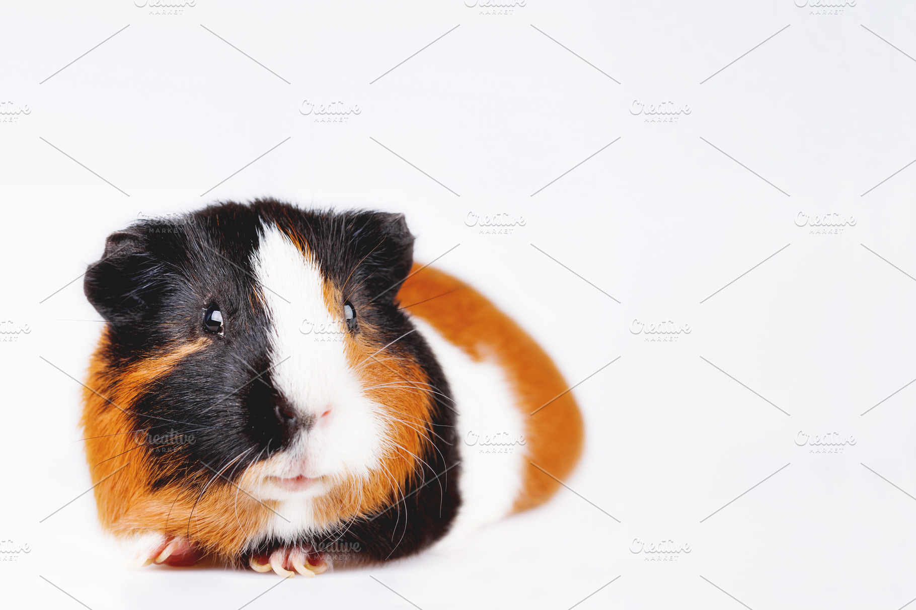 Cute tricolor guinea pig containing cute, pet, and colorful | High