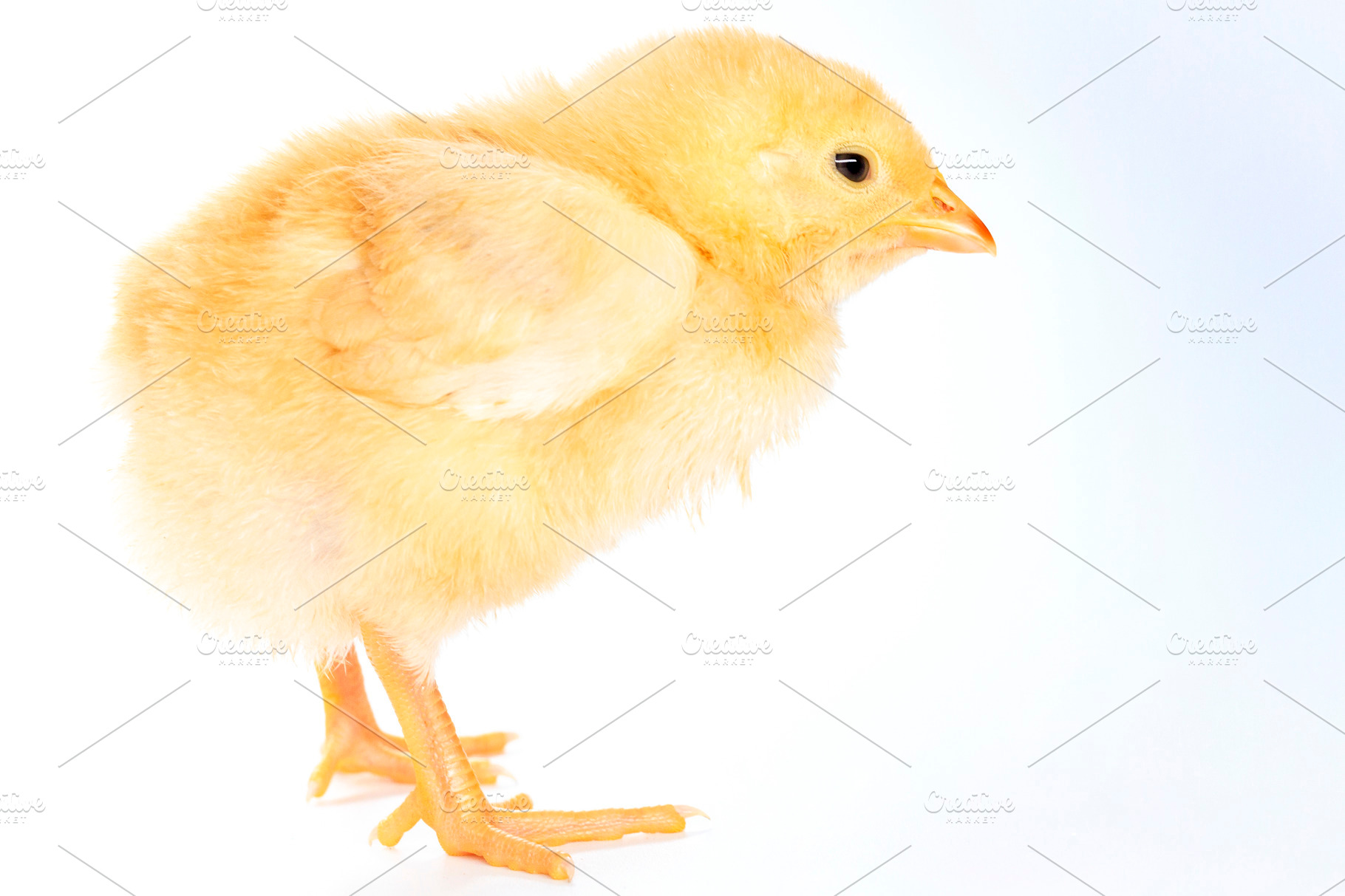 Red Chicken On White Background High Quality Animal Stock Photos Creative Market