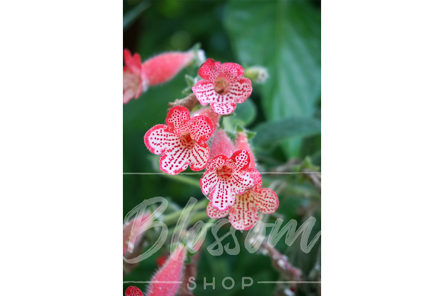 Pink Spotted Flowers Nature Stock Photos Creative Market