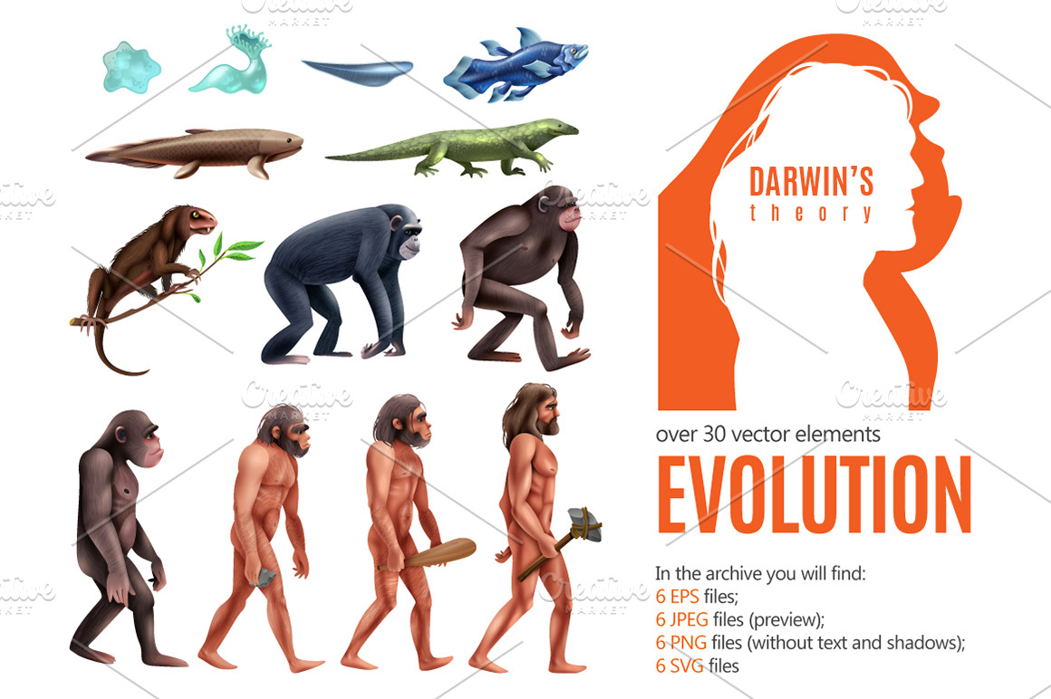 Darwin Evolution Theory Animal Illustrations Creative Market