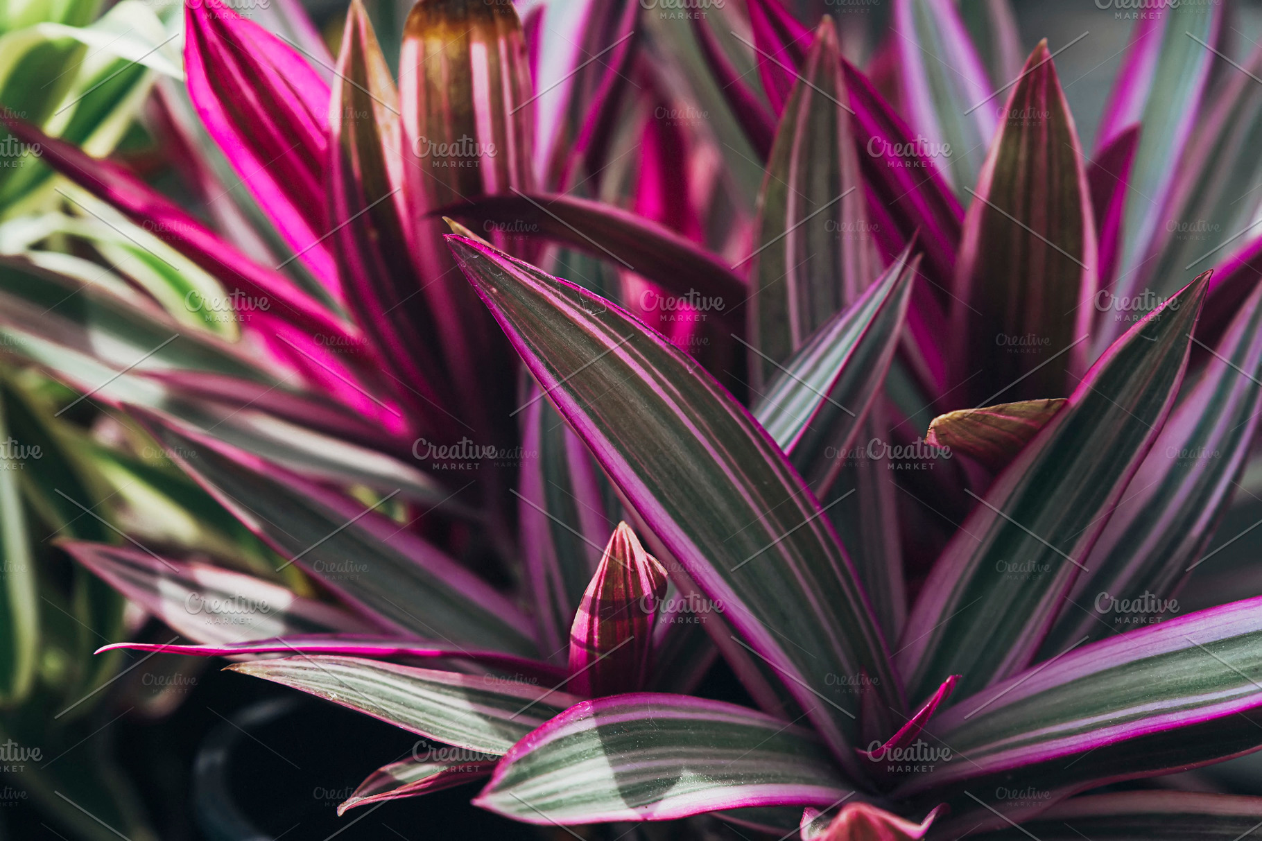 Moses in the Cradle Plant | High-Quality Nature Stock Photos ~ Creative