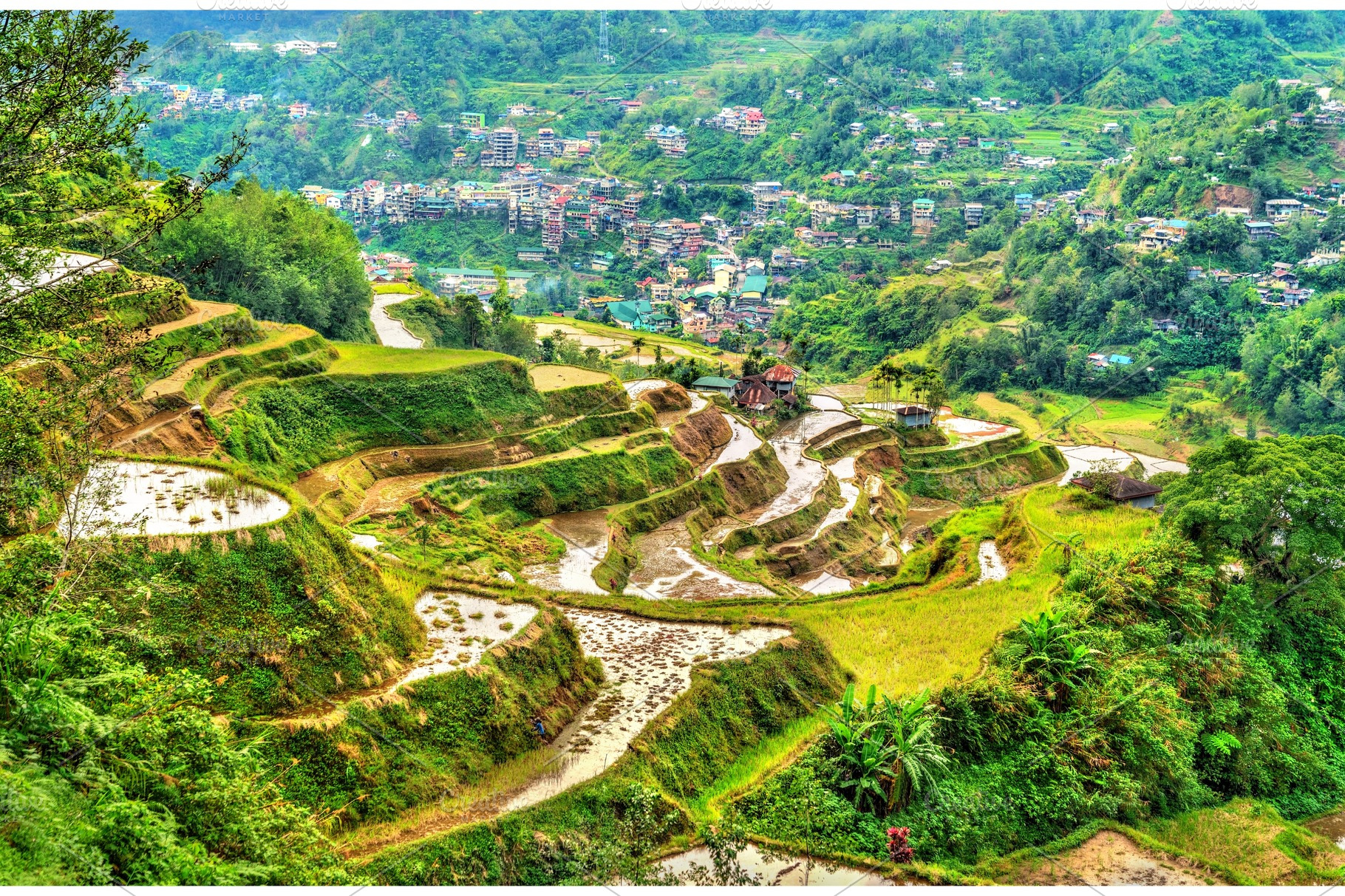 Banaue Rice Terraces Northern Featuring Rice Terrace And Philippines High Quality Nature