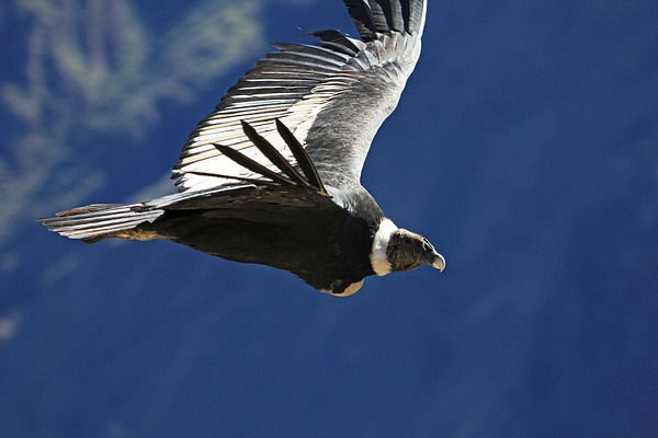 Female andean condor flying close | High-Quality Animal Stock Photos ...