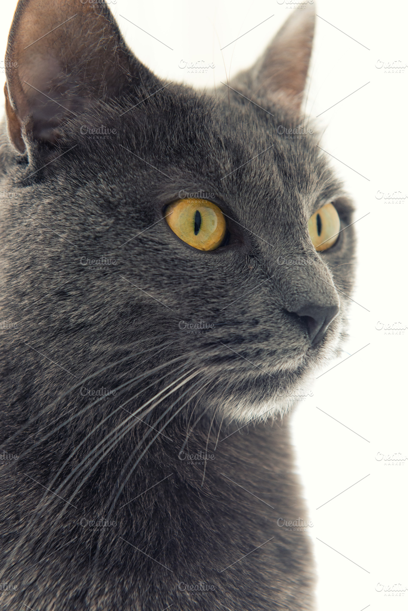 Gray cat containing cat, gray cat, and pet | High-Quality Animal Stock