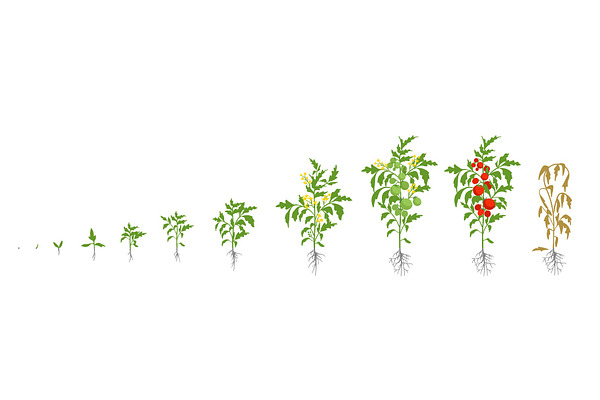 Growth stages of tomato plant | Pre-Designed Photoshop Graphics ...