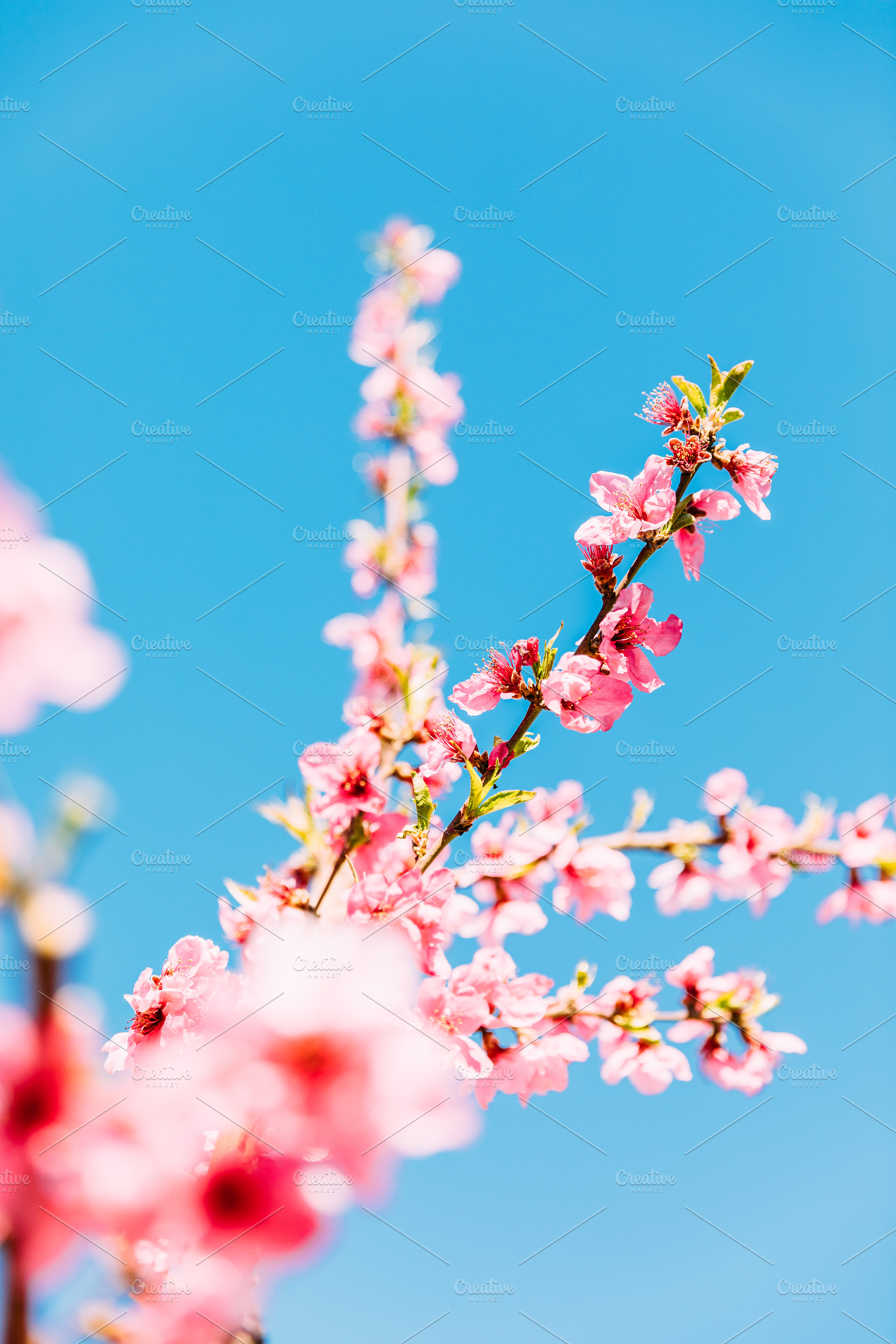 Peach trees in bloom featuring peach, tree, and blossom | Nature Stock