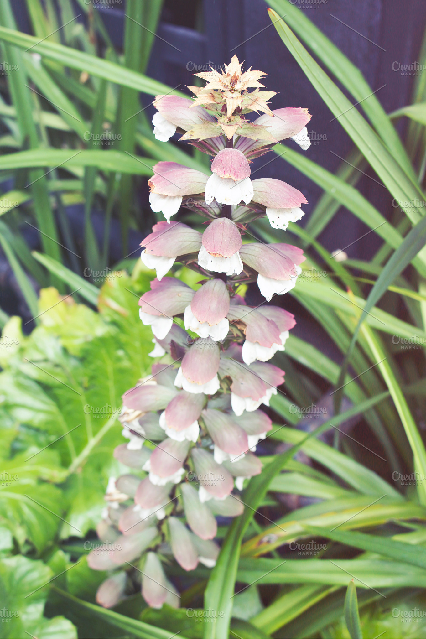 bell-flower-stalk-high-quality-nature-stock-photos-creative-market