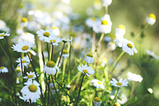 Summer daisy | Nature Stock Photos ~ Creative Market