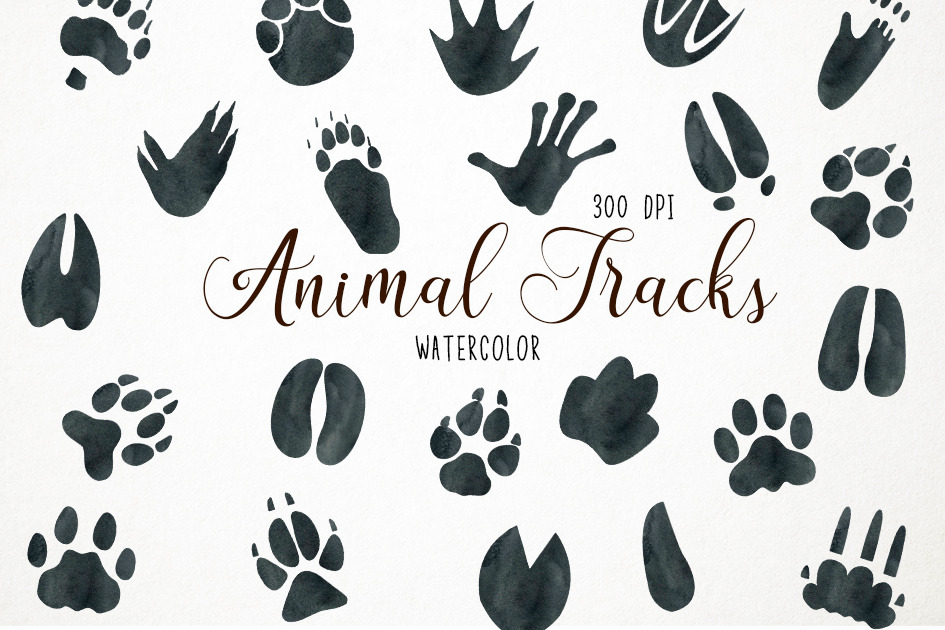 Watercolor Animal Tracks Clipart  Animal Illustrations ~ Creative