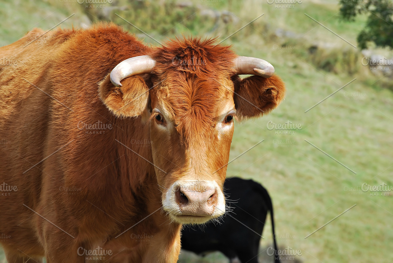 Farm. Cow | High-Quality Animal Stock Photos ~ Creative Market