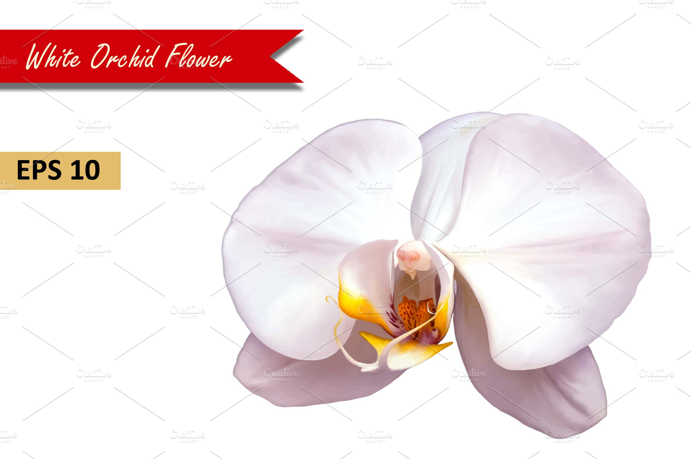 White Orchid Flower. Vector | Pre-Designed Illustrator Graphics