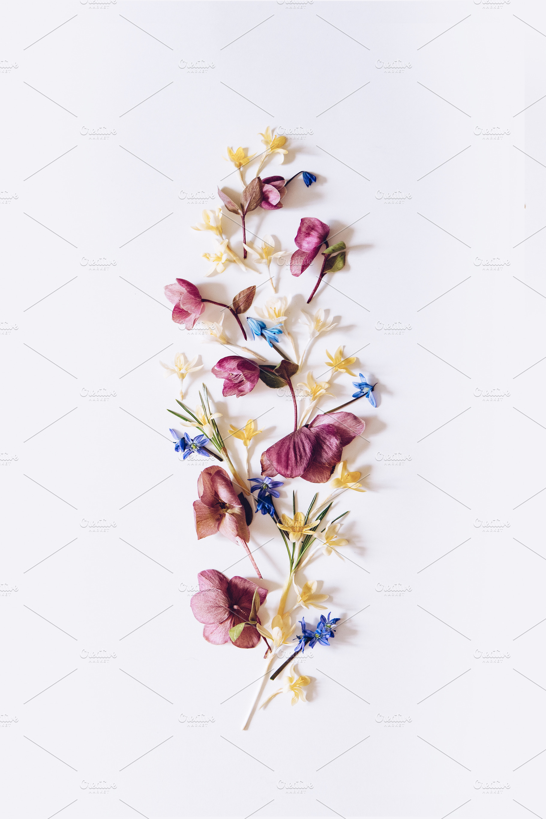 Flowers featuring flower, background, and nature | Nature Stock Photos ...