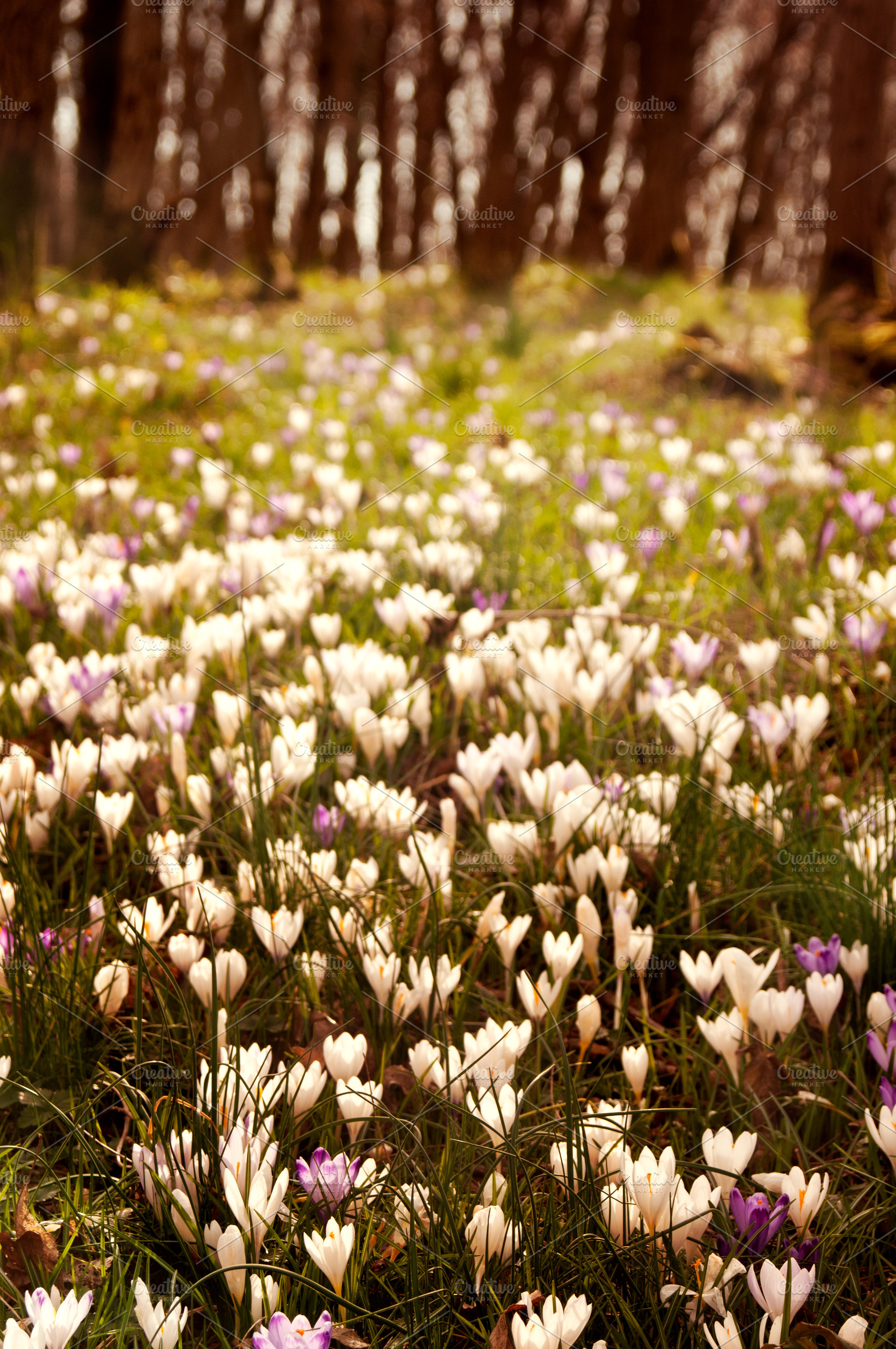 A Field Of Flowers High Quality Nature Stock Photos Creative Market