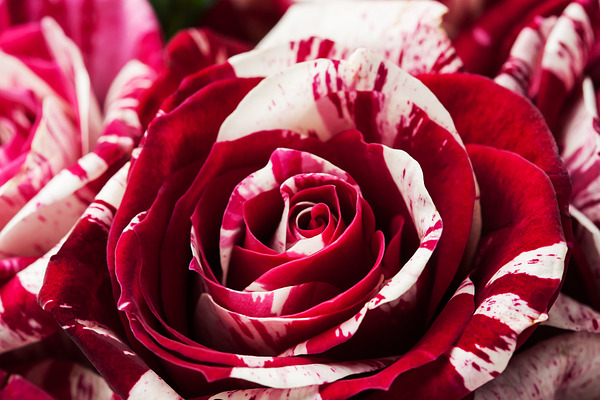 Tiger stripe roses containing anniversary, arrangement, and attractive