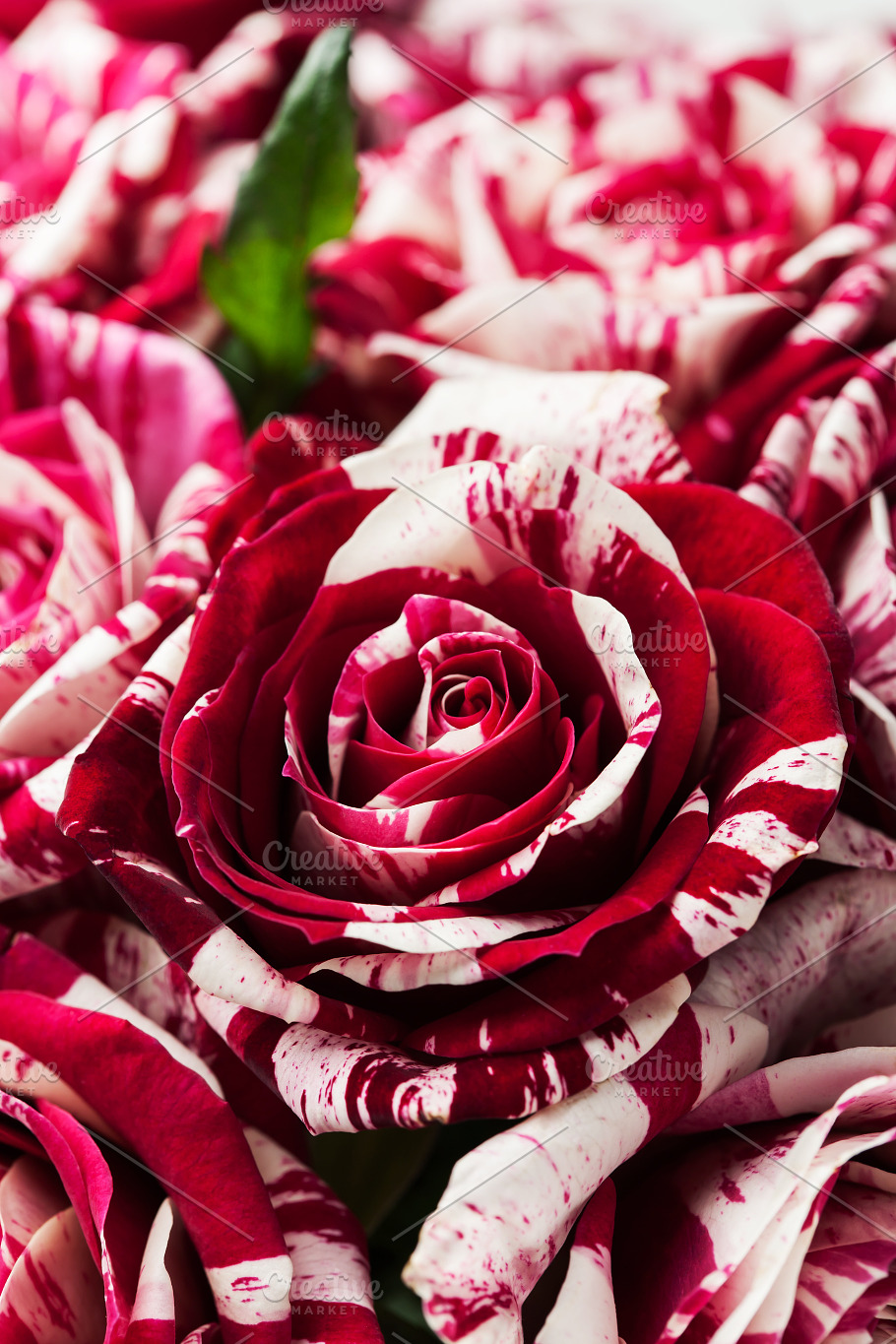 Tiger stripe roses | High-Quality Holiday Stock Photos ~ Creative Market