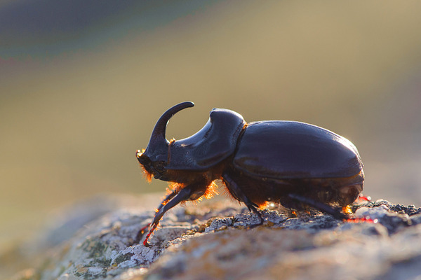 Rhinoceros Beetle