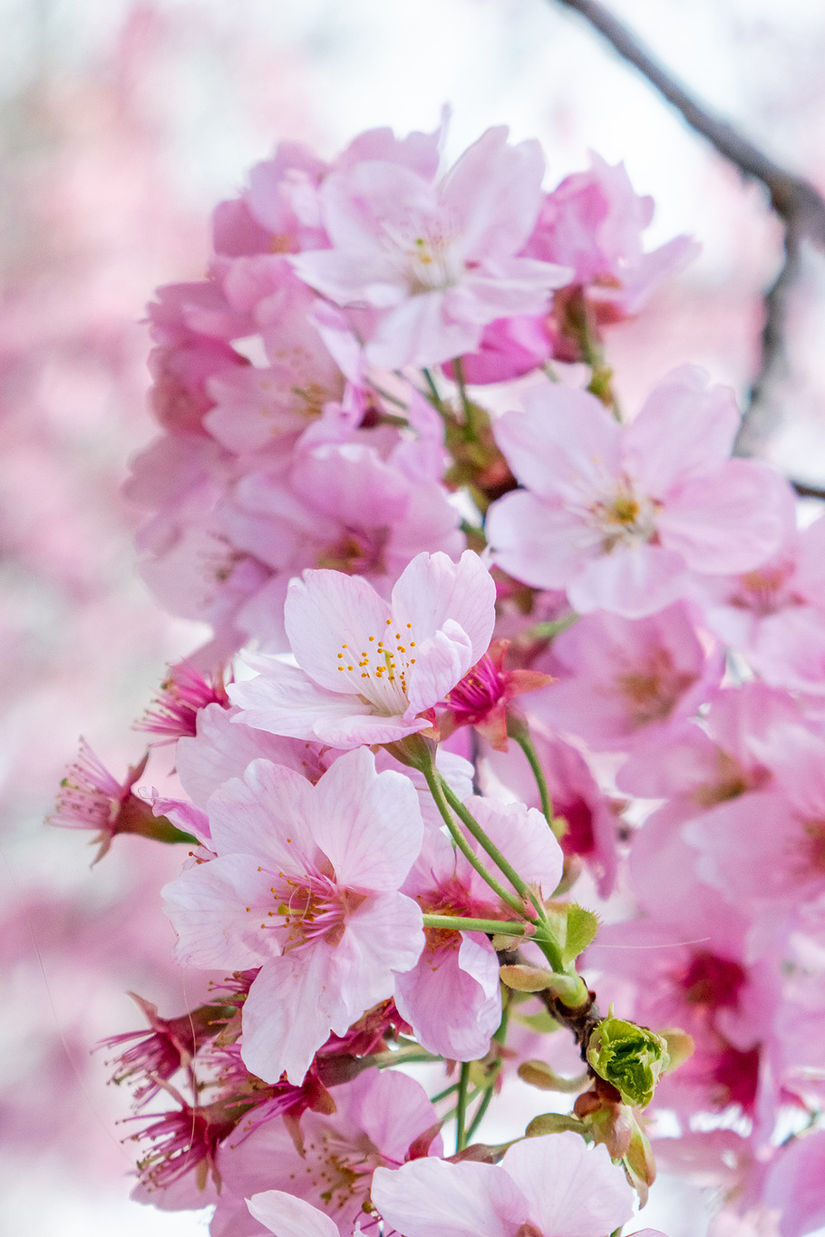 Pink cherry blossom containing cherry blossom, pink flowers, and nature ...