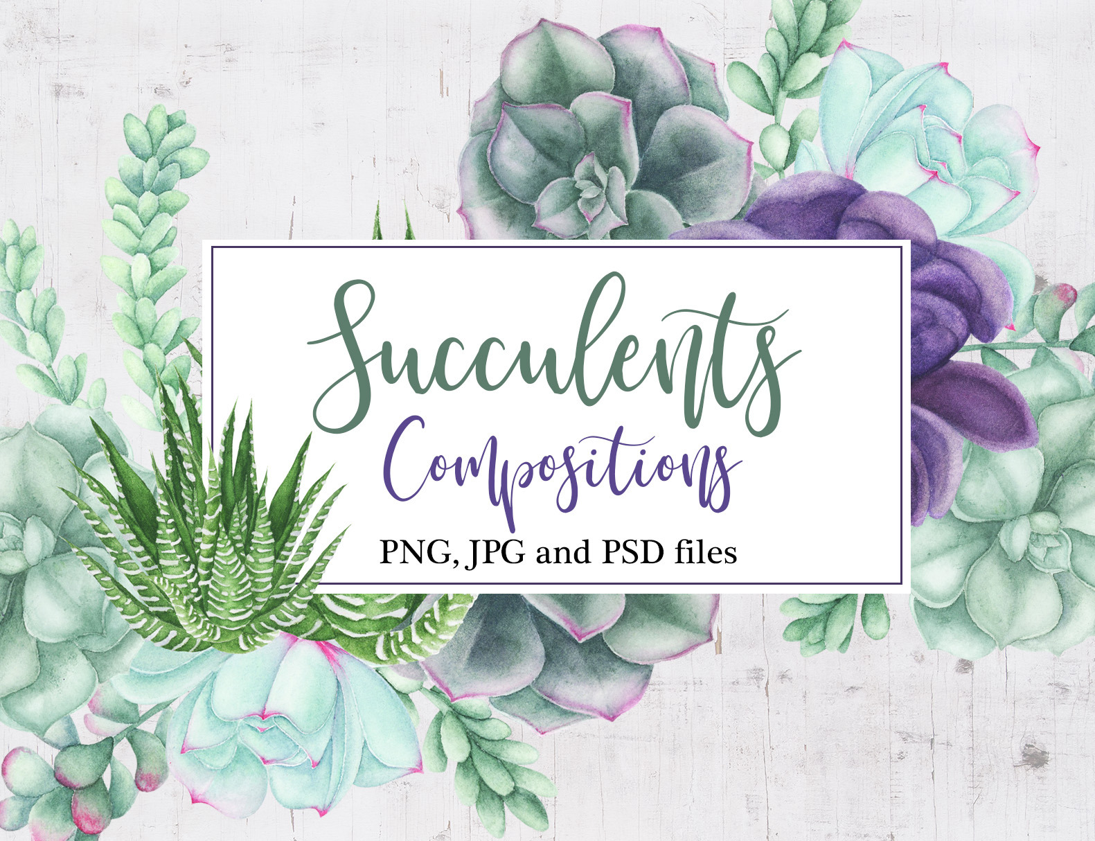 Watercolor Succulents Compositions | Decorative Illustrations ...