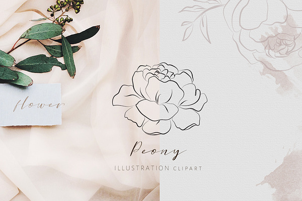 Download Flower Line Art Peony Illustration Creative Market