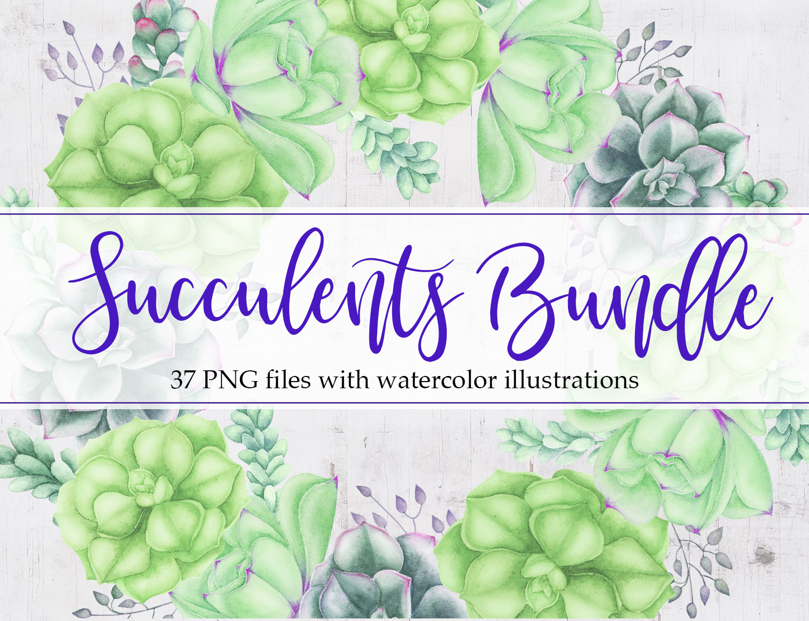 Succulents Bundle | Decorative Illustrations ~ Creative Market