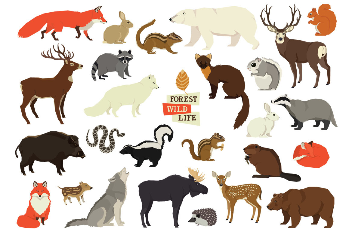 Forest Wild Life | Graphic Objects ~ Creative Market