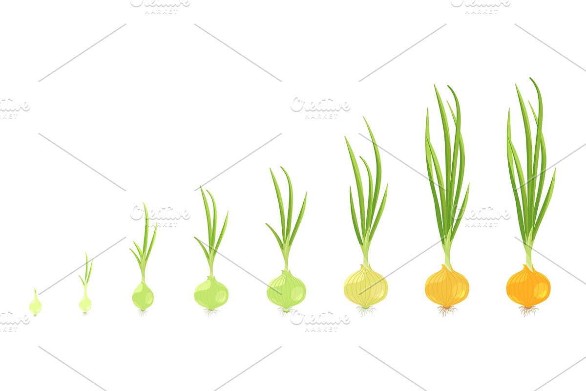 Стадии роста лука в картинках для детей